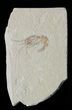 Cretaceous Fossil Shrimp Carpopenaeus - Lebanon #40474-1